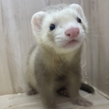 ぬいぐるみさんのようなフェレットさん！　マーシャルフェレット　シナモン