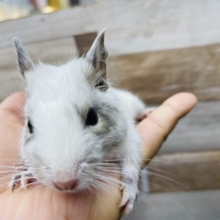 カキカキ大好きな女の子☆デグーのホワイトカラー！