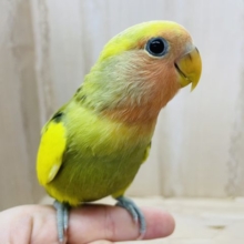 最新画像になります～！トコトコ歩いて決め顔スマイル★ コザクラインコ オリーブパイド