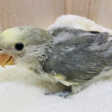 優しいおメメのおっとりさん！？　コザクラインコ　モーブパイド
