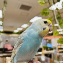 撫でられるのが好きなんです☆セキセイインコ　レインボー！