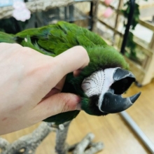 甘々なヒメコンゴウインコさんいますよっヽ( ˆoˆ )ﾉ
