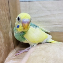 綺麗なカラーのセキセイインコ！パステルカラーレインボーパイド☆