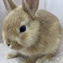 まるでウサギのぬいぐるみ！？　ネザーランドドワーフ　オレンジ　男の子