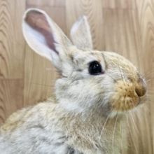 【最新画像あり！元気いっぱいな子になりました！！】控えめ系？食欲旺盛なフレミッシュジャイアント☆