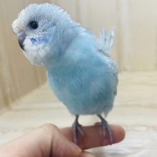 天使羽衣ちゃんの登場です！！！！　羽衣セキセイインコ　スパングル