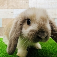 めちゃかわ♡ふんわりカラーロップイヤーラビット