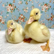 コールダック  白   2羽  入舎しました🐥🐥✨