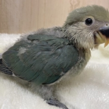 落ち着いた色合いのコザクラさん♪ コザクラインコ　ブルーチェリー