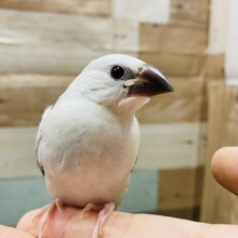 最新画像アップしました！とっても大人しいヒナさん☆シルバー文鳥！
