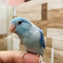 最新画像有り☆ヒナ餌卒業！小柄で可愛らしいインコさん☆マメルリハのブルーパイドカラー！