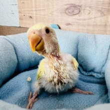 ぽけぽけ♪クリームルチノー小桜インコ
