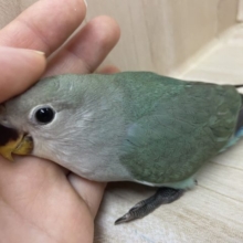 最新画像になりますよ〜！激推し！キラキラおメメのコザクラインコさん！！　コザクラインコ　ブルーチェリー
