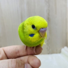 元気っこセキセイここに登場♪　セキセイインコ　パイド