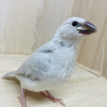 ご飯が食べたい！食べ盛りさん！？　シルバー文鳥