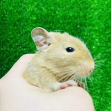 メロメロ間違いなし！サンドデグー(男の子)