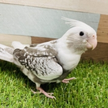 最新画像有り☆ころんとした体型のオカメインコ☆ホワイトフェイスパールパイド入舎しました！