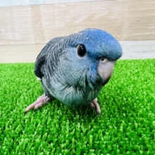 サザナミインコ　ちょっぴり薄いよ☆ブルーカラー♪