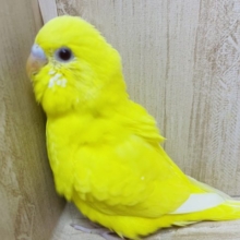 黄色いからだに赤目のコ！！　セキセイインコ　ルチノー