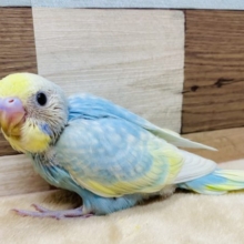 大人気カラーのセキセイインコ♪パステルレインボースパングルやって来ました！