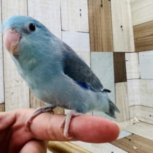 青くて小さな妖精？？マメルリハがやってきた～！
