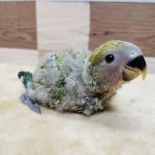 綿毛の残る可愛いヒナさん☆コザクラインコのノーマルカラー！