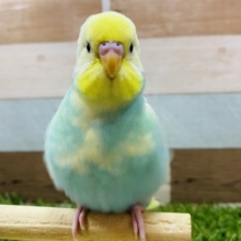 最新画像有り☆淡いカラーが素敵なセキセイインコやって来ました！
