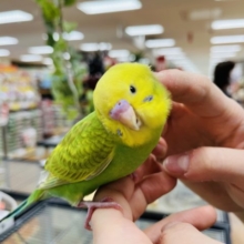 カキカキOK♫甘えん坊！？セキセイインコ(スパングル)