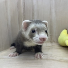 もぐるの好きなんです〜♡ マーシャルフェレット　バターミット