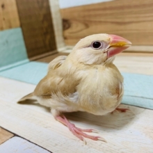 スクスク成長中☆淡い色合いが素敵なシナモン文鳥さん♪