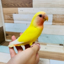 べたなれさん♡!コザクラインコ(ルチノー)さん♪