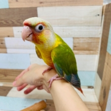 眠っている姿が可愛すぎ♡ウロコインコ(パイナップル)さん☆