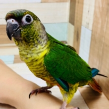 人大好き♡ベタ慣れになる予感♪ワキコガネウロコインコさん！