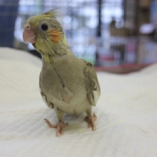 オカメインコ（シナモン）ヒナちゃん入舎です🌟