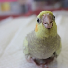 恐竜さん♥オカメインコ（シナモンパール）ヒナちゃん入舎です❢
