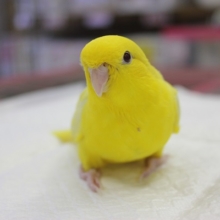 優しいお顔にうっとり…💛サザナミインコ（ルチノー）ヒナちゃんです❢