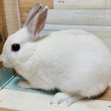 なでなで大好き♡ネザーランドドワーフラビット(フロスティ)ちゃん♡