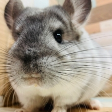 ふわっともふっと♡チンチラ(パイド)ちゃん!!