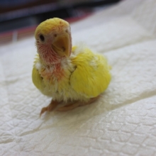 ラブバード代表❕コザクラインコ（ルチノー）さんです🌟
