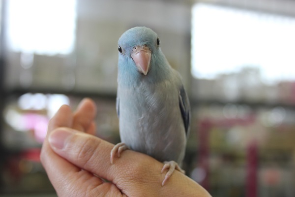 最新画像更新❢マメルリハ(ブルー)さん💙
