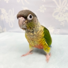 そこそこ💛ワキコガネウロコインコ　2022年3月生まれ
