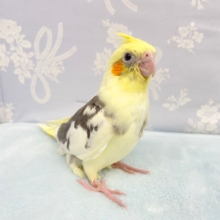 個性あふれる💛オカメインコ（パイド）　2022年3月生まれ