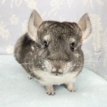 ふわふわ💛チンチラ（グレー）男の子　2022年2月生まれ