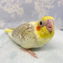 食べるで～💛オカメインコ（シナモンパールパイド）　2022年4月生まれ
