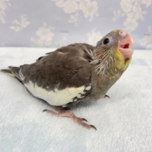 笑顔💛オカメインコ（ノーマル）　2022年4月生まれ