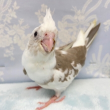 白いお顔💛オカメインコ（ホワイトフェイスシナモン）　2022年4月生まれ