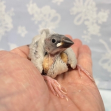 高級感💛シルバー文鳥　2022年4月生まれ