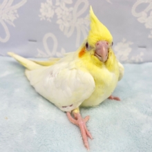 やっぱり黄色💛オカメインコ（ルチノー）　2022年4月生まれ