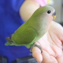 最新画像更新❕ニギコロ練習中★コザクラインコさん(ノーマル)