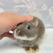 食べるわよ💛ネザーランドドワーフラビット（ブルー系）女の子　2022年4月生まれ